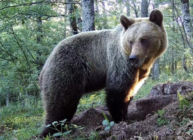 Un estudio de la Universidad de Oviedo muestra que los ataques son casi siempre defensivos
