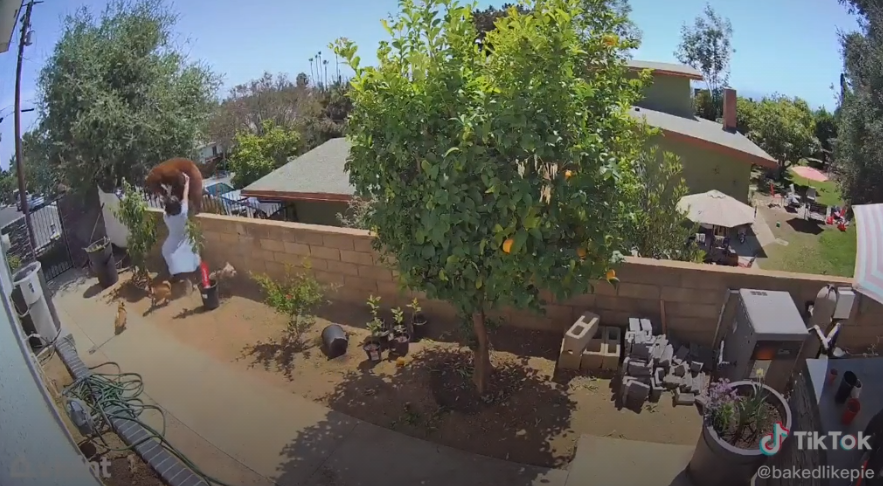 Una joven empuja a una osa que se coló en la terraza de su casa