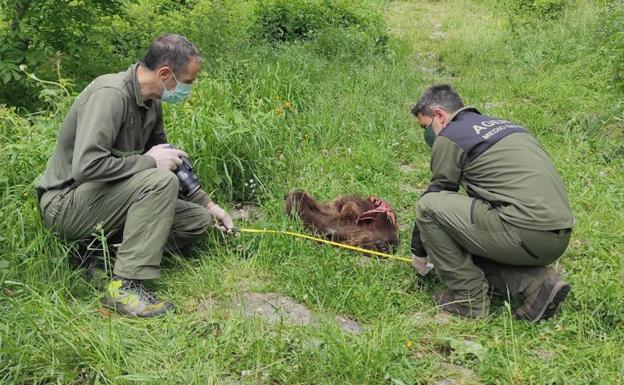 Hallan muerto en Somiedo a un oso joven con signos de haber sido atacado por otro