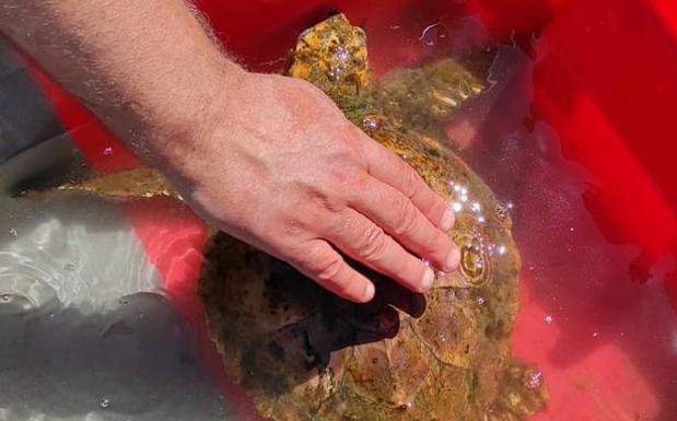 Rescatan una tortuga en el puerto de Candás