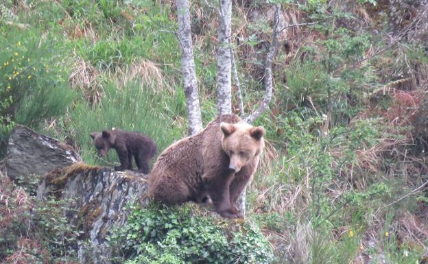 El oso pardo avanza hacia Portugal y el País Vasco para recuperar sus dominios