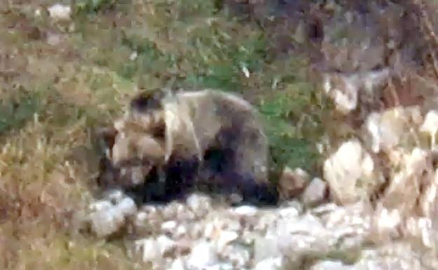 Rescatan a un osezno en estado crítico tras un golpe en la carretera de Leitariegos