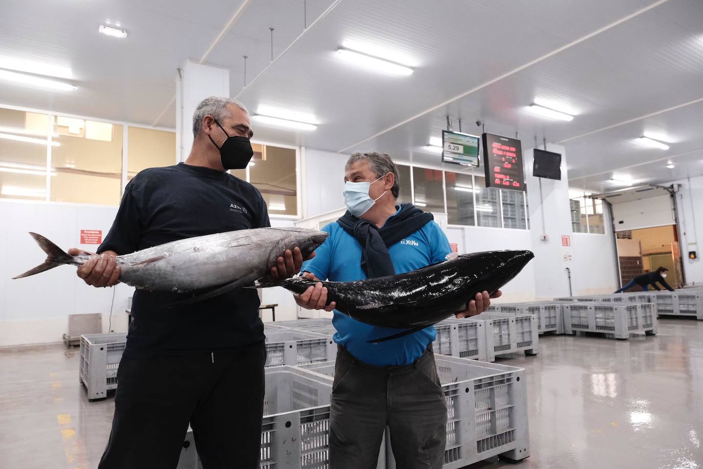 Primera subasta de bonito de la temporada en Gijón