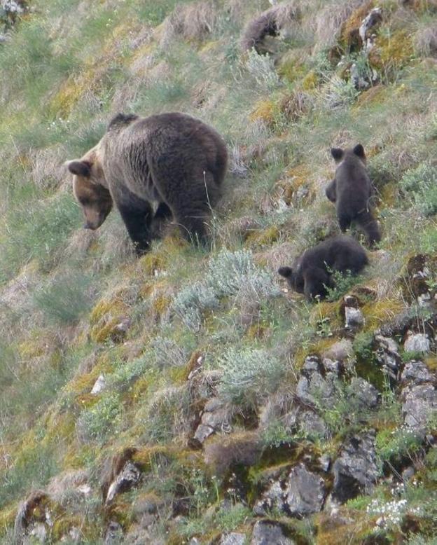 Los osos pardos habituados a las personas serán radiomarcados para reducir los riesgos de ataque