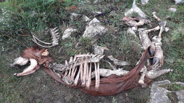 Los concejos del Cuera monitorizarán los ataques del lobo para saber los daños reales