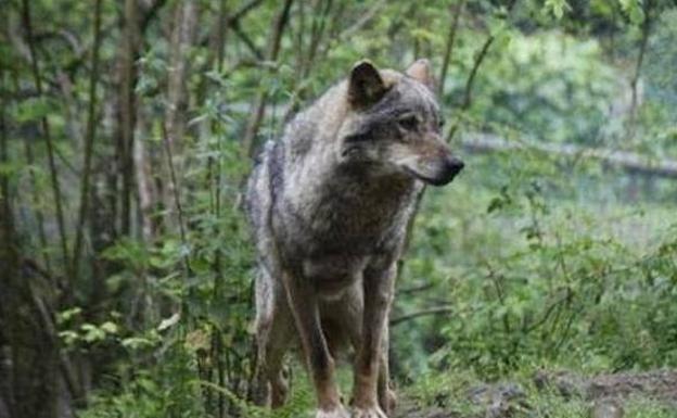 Ribera dice que la orden ministerial que prohibirá cazar al lobo entrará en vigor antes del 25 de septiembre