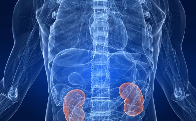 El diagnóstico precoz del cáncer de riñón incrementa un 70% las posibilidades de supervivencia
