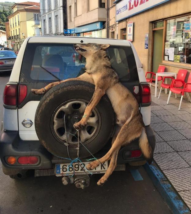 El Principado pide garantías legales para continuar con su plan de control del lobo