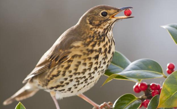 El impacto de las aves en la adaptación de las plantas