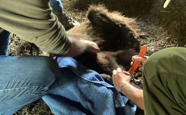 Sacrifican un osezno de dos años al que se encontró herido y desnutrido en Proaza
