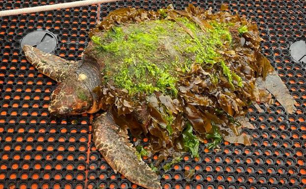 Rescatada una tortuga boba de 150 kilos en el puerto de Gijón