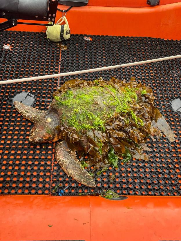 Rescatan en El Musel una tortuga boba «en mal estado» de 57,5 kilos