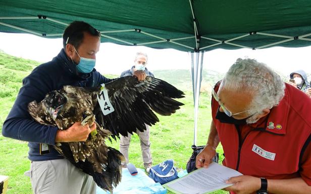 Cinco nuevos quebrantahuesos para los Picos de Europa