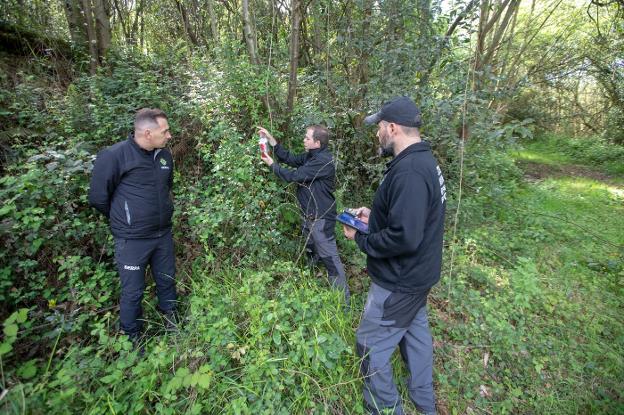 Corvera captura 2.590 reinas de avispa asiática