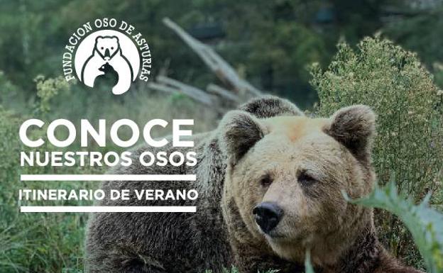 Rutas de verano de la Fundación Oso de Asturias