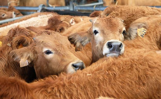 Alberto Garzón pide comer menos carne «porque perjudica la salud y al planeta»