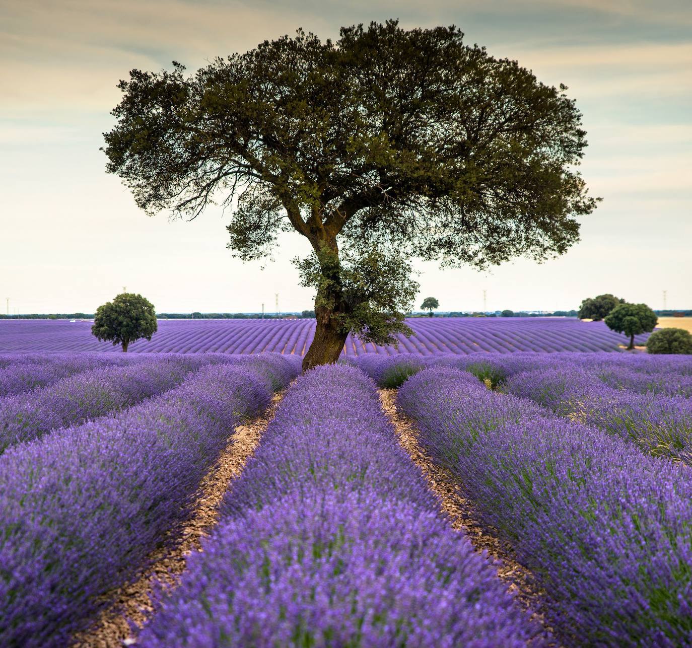 Brihuega: así es el campo de lavanda más espectacular del mundo