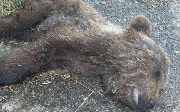 Aparece muerto un osezno de siete meses en Moal