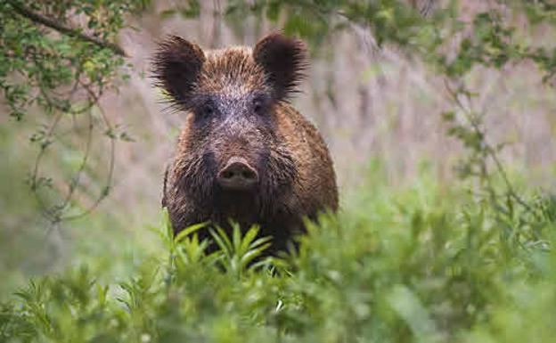 COAG reclama batidas urgentes contra el jabalí