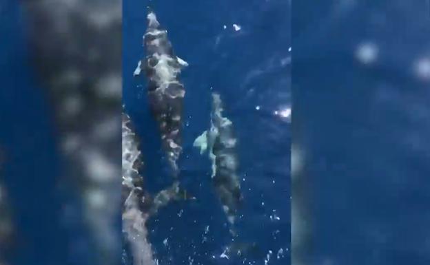 Vídeo | Un grupo de delfines disfruta del Cantábrico al norte del Cabo Peñas