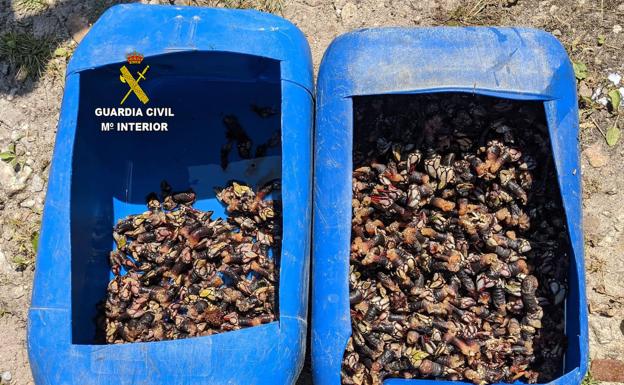 Más de 17 kilos de percebes intervenidos en Ribadedeva por marisqueo ilegal