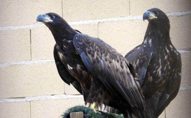 Nueve pigargos de Noruega llegan a Ribadedeva para reintroducir la especie en España