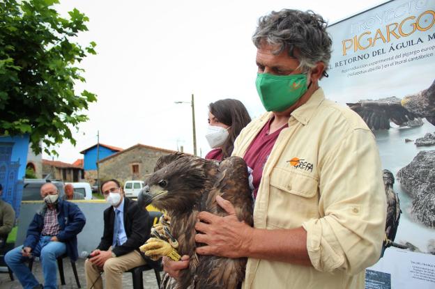 El regreso del pigargo a España comienza por Pimiango