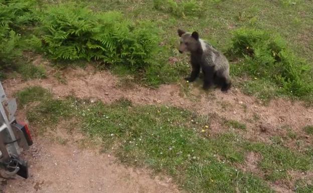 Liberado el osezno recogido cerca de Yernes en abril