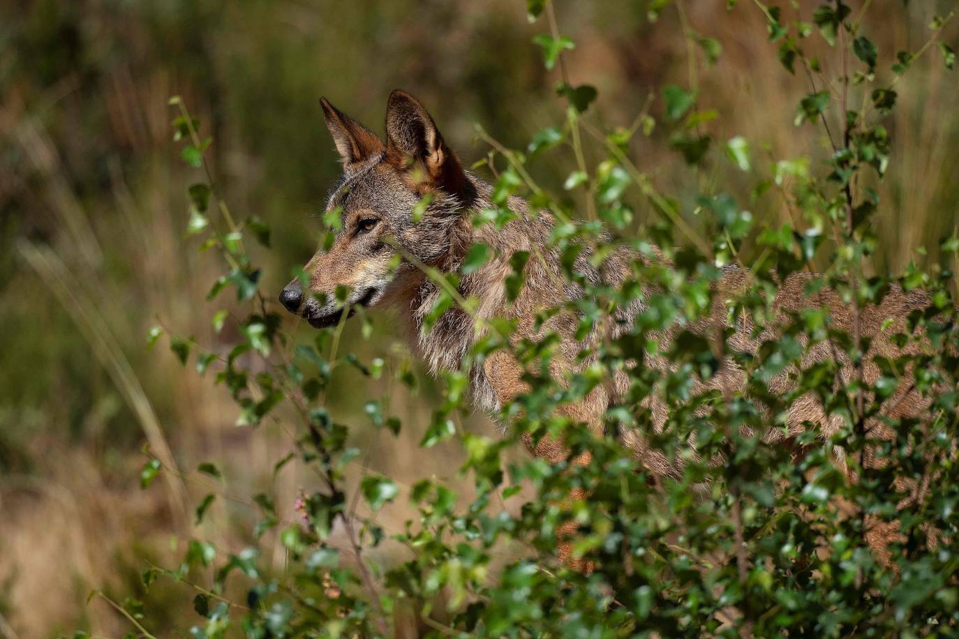 Un recorrido por las moradas del lobo