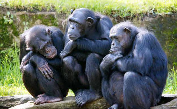 Un estudio señala que chimpancés y bonobos también se saludan y despiden cuando se encuentran