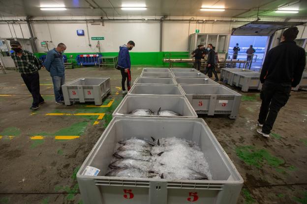 La rula de Avilés se prepara para recibir los últimos boniteros