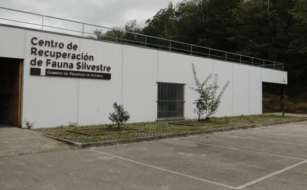 Los escolares estrenarán las visitas en el hospital de la fauna salvaje de Ladines