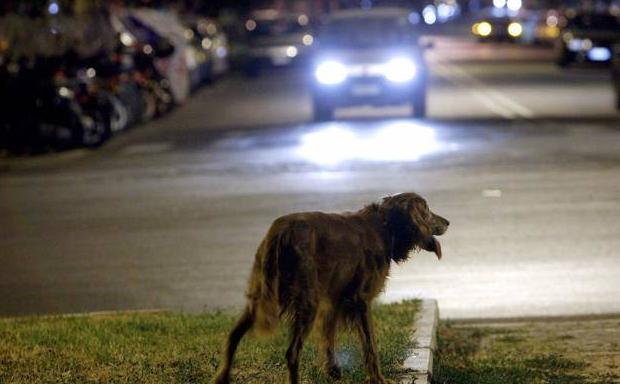 Así debes actuar si te encuentras a un perro abandonado