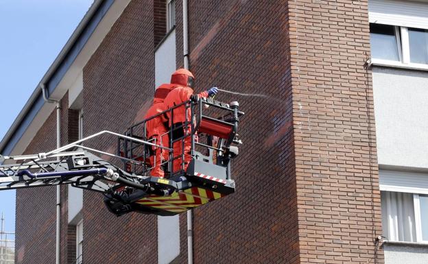 Retiran un nido de avispa asiática en un edificio de El Coto