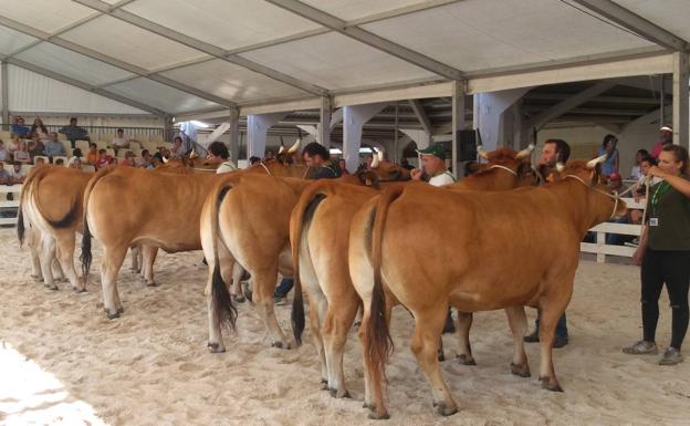 Más de 200 reses participarán en el XXX Concurso de Ganado de Tineo