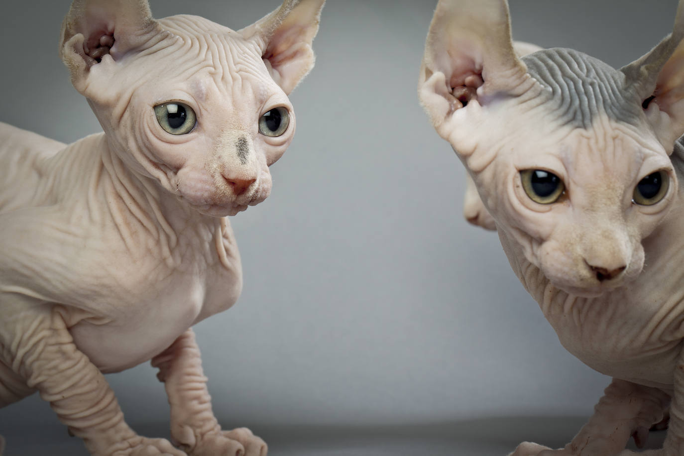 Las razas de gatos más raras del mundo