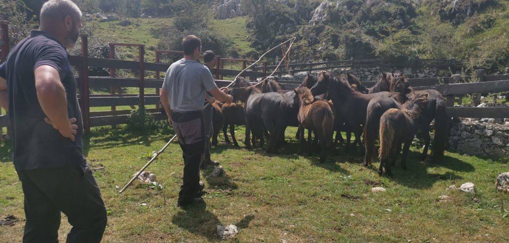 El asturcón tiene futuro en Asturias