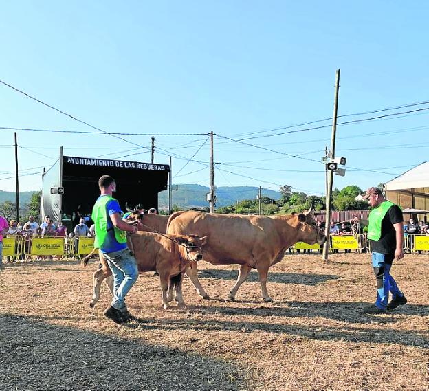 La raza Asturiana de los Valles domina en Las Regueras