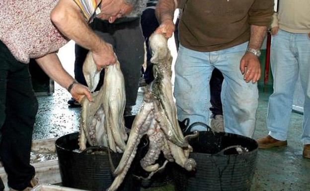 La pesquería del pulpo en el occidente renueva el certificado de pesca sostenible