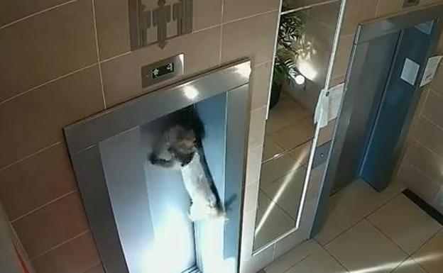 Salva a un perro de morir ahorcado en un ascensor en Moscú