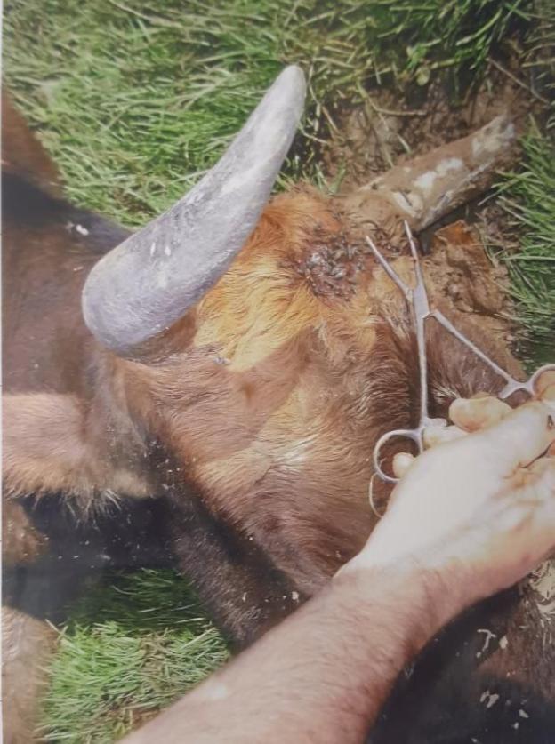 La Guardia Civil investiga los disparos a varias reses cerca de la Ruta del Alba