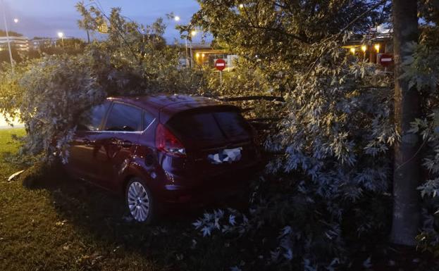 Herido al chocar contra un árbol en una rotonda en Gijón