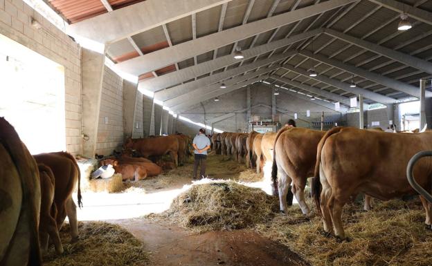 Cita en Belmonte con lo mejor de la ganadería regional