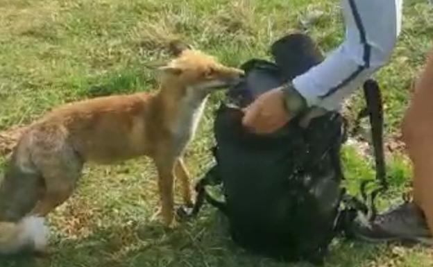 Un raposo en busca de merienda en Somiedo