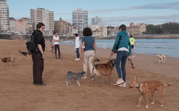 «Estábamos contando los días para volver a la playa», dicen los dueños de perros