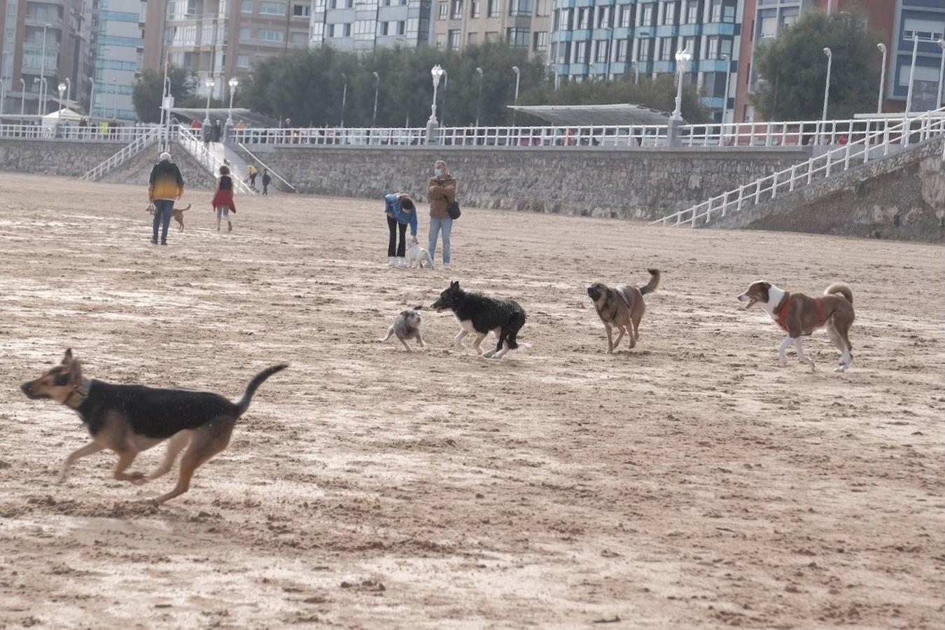 Los perros vuelven a San Lorenzo