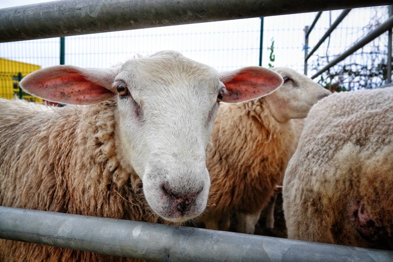 Colombres celebra su feria ganadera