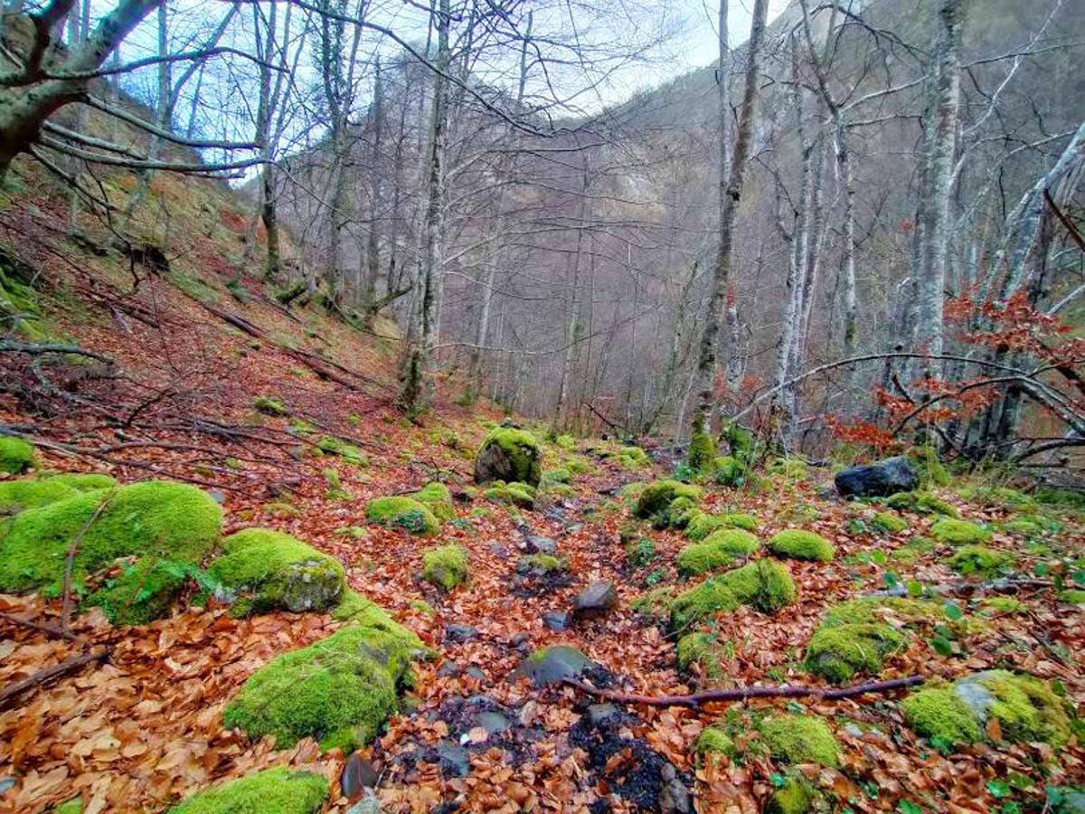 Día Internacional de los Bosques: un recorrido por la naturaleza asturiana