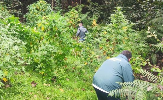 Intervenida una plantación de marihuana en Pravia