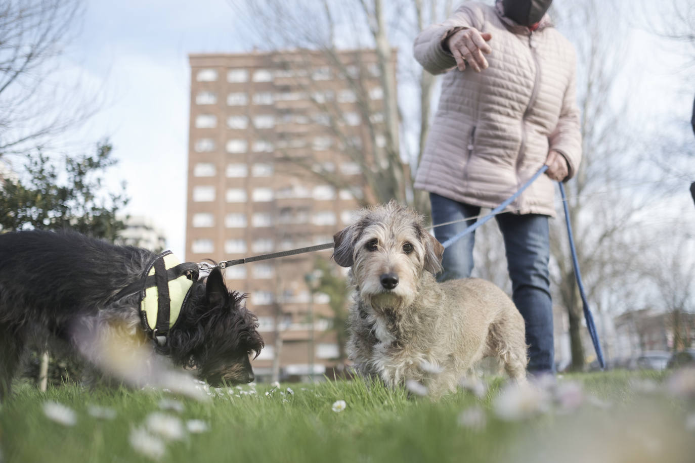 Los jueces fijarán la custodia y el régimen de visitas de las mascotas en los divorcios